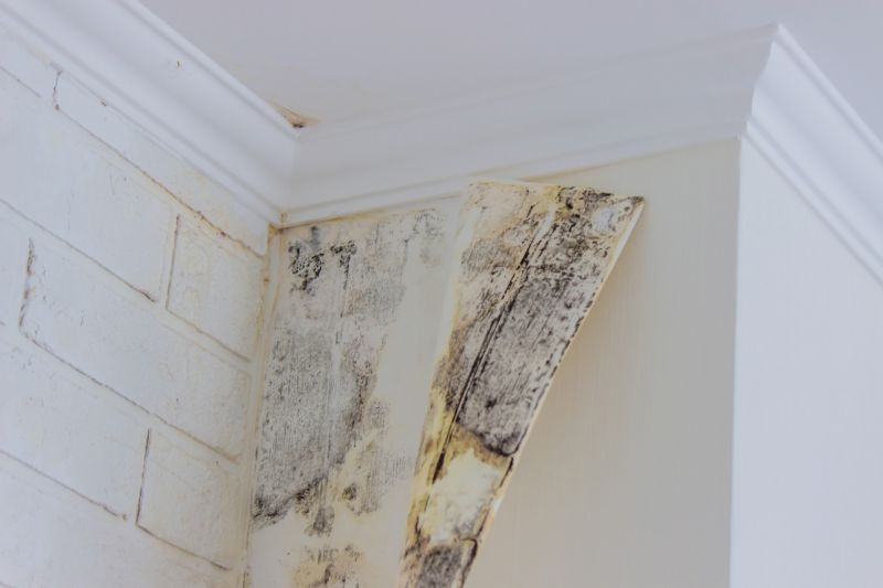 Attic Mold Remediation in Essex County, NJ