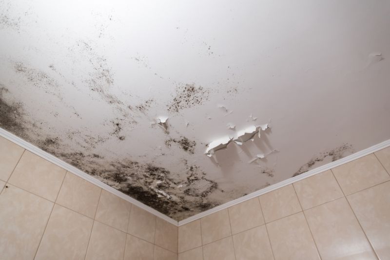 Attic Mold Removal in Fort Lauderdale, FL