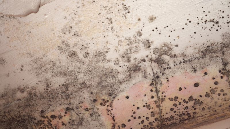 Attic Mold Removal in Boca Raton, FL