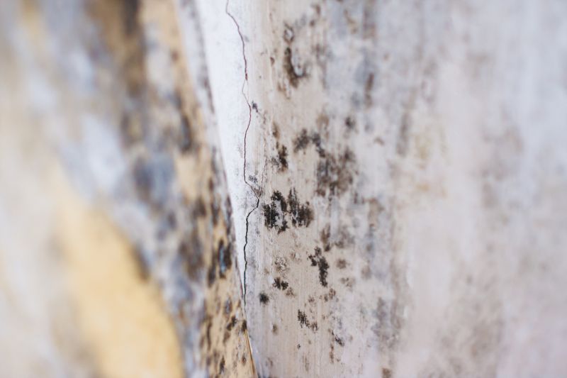 Black Mold Remediation in Jupiter, FL