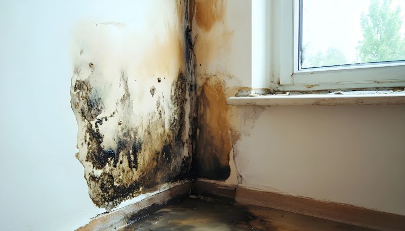 Ceiling Mold Removal in West Palm Beach, FL