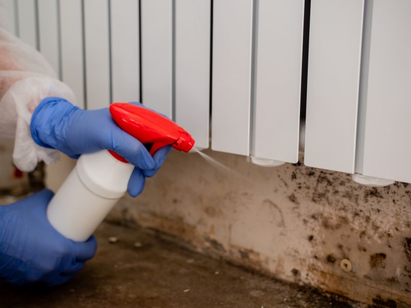 Mold Cleanup Service in Boca Raton, FL