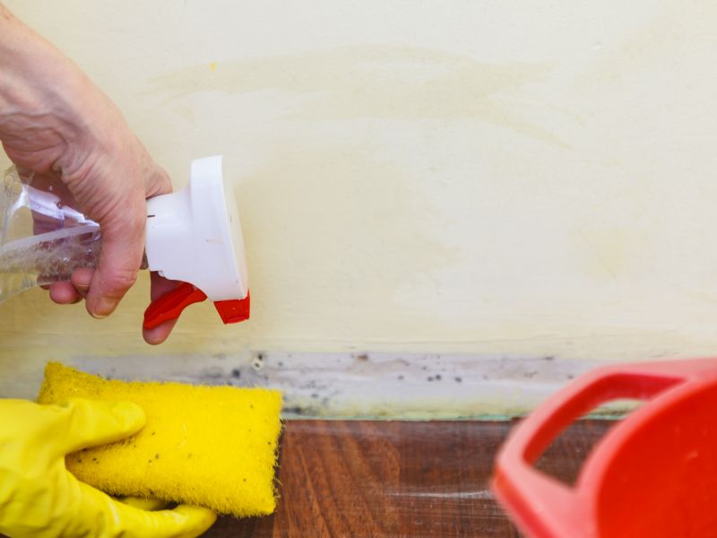 Mold Cleanup Service in Jupiter, FL
