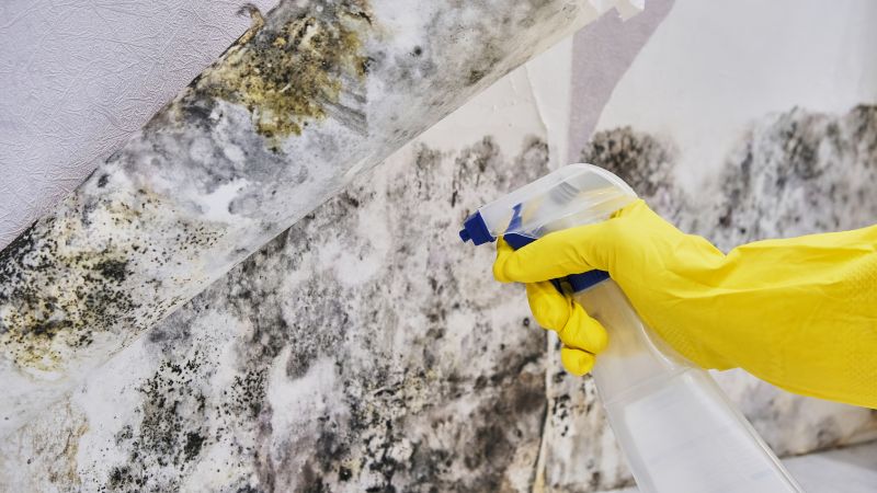 Mold Control in Boca Raton, FL