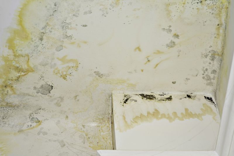 Mold Remediation Service in Jupiter, FL