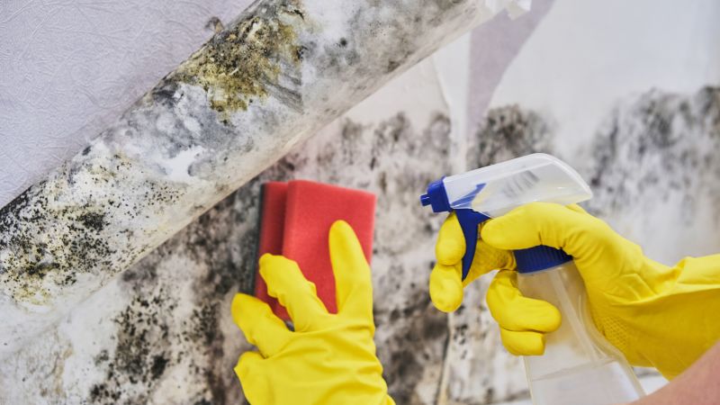 Mold Removal in Dallas, TX