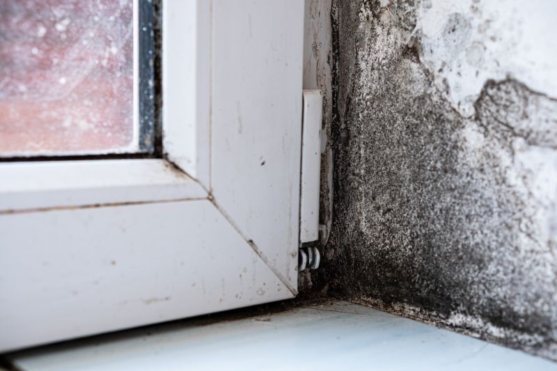 Mold Treatment Service in Boca Raton, FL