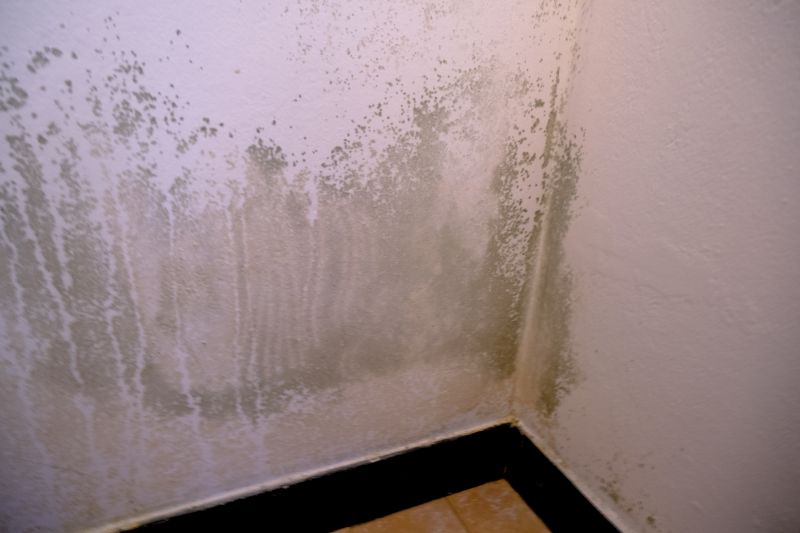 Mold Treatment Service in Fort Lauderdale, FL