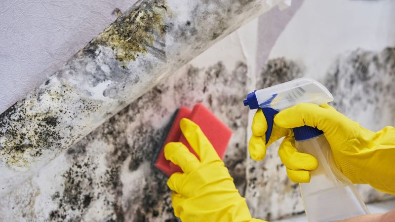 Mold Abatement Service in Essex County, NJ