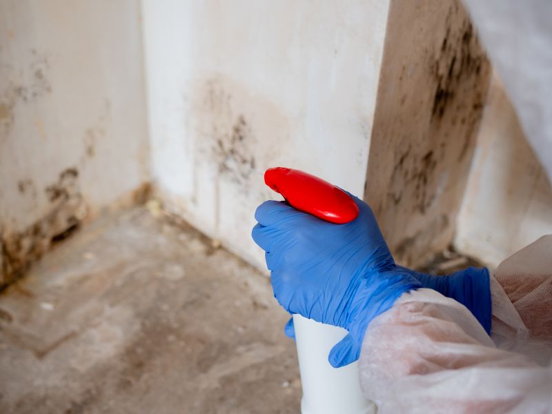 White Mold Mitigation in Bergen County, NJ